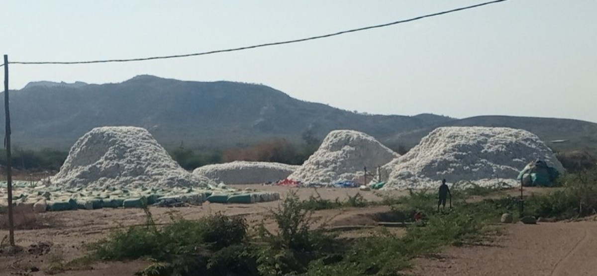 Lint cotton from Ethiopia