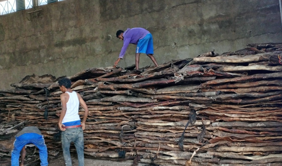Air dried ox hide from Etiopia