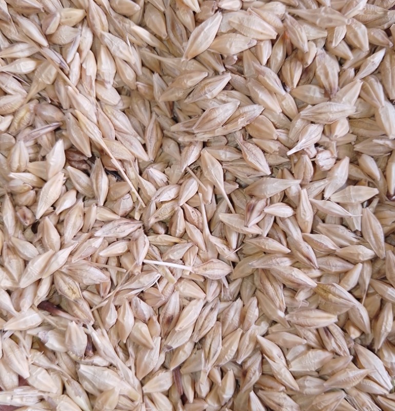 Ethiopia White highland barley from Ethiopia