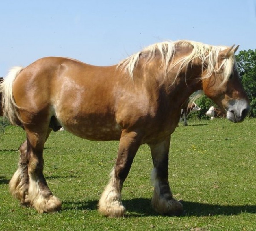 Cavalli vivi da carne from Francia