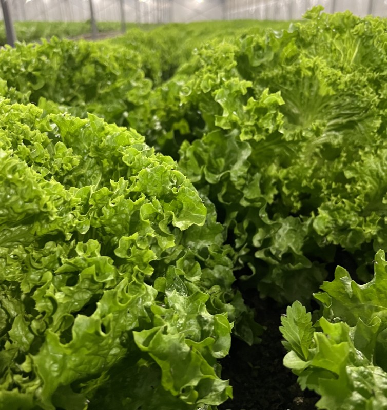 Nutri.ge from Georgia