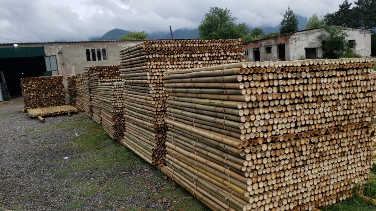 Varas, bastões, canas, palitos e painéis de bambu Moso from Geórgia