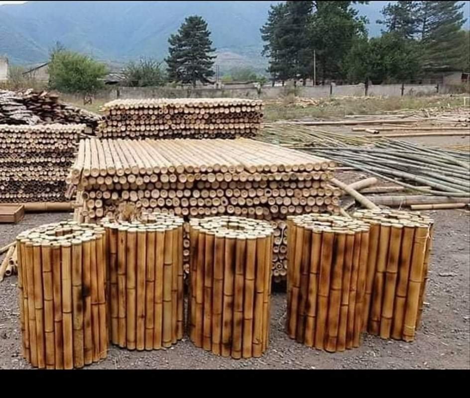 Bamboo from Georgia