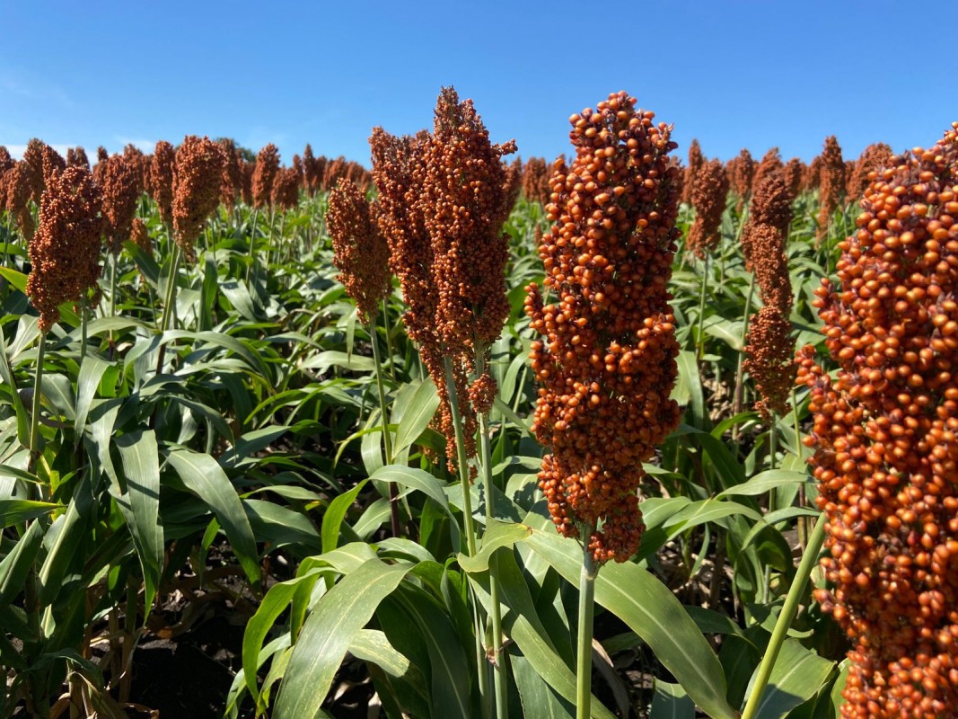 sorgo from Georgia