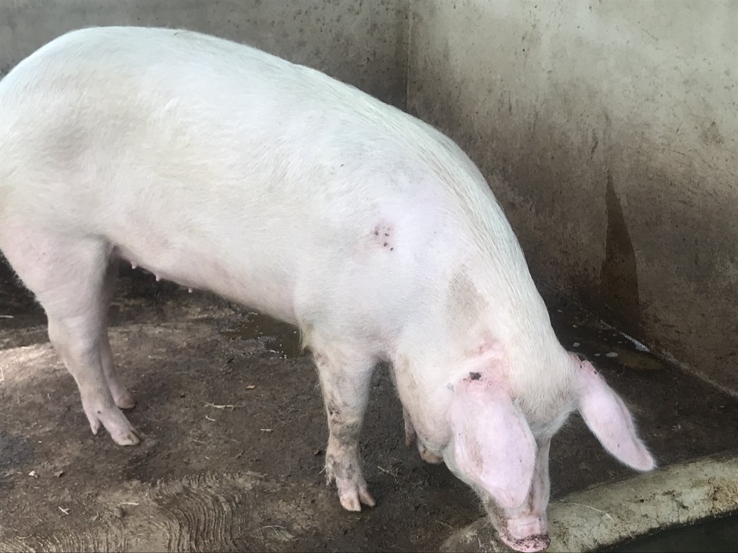 PIGS (pork) from Ghana