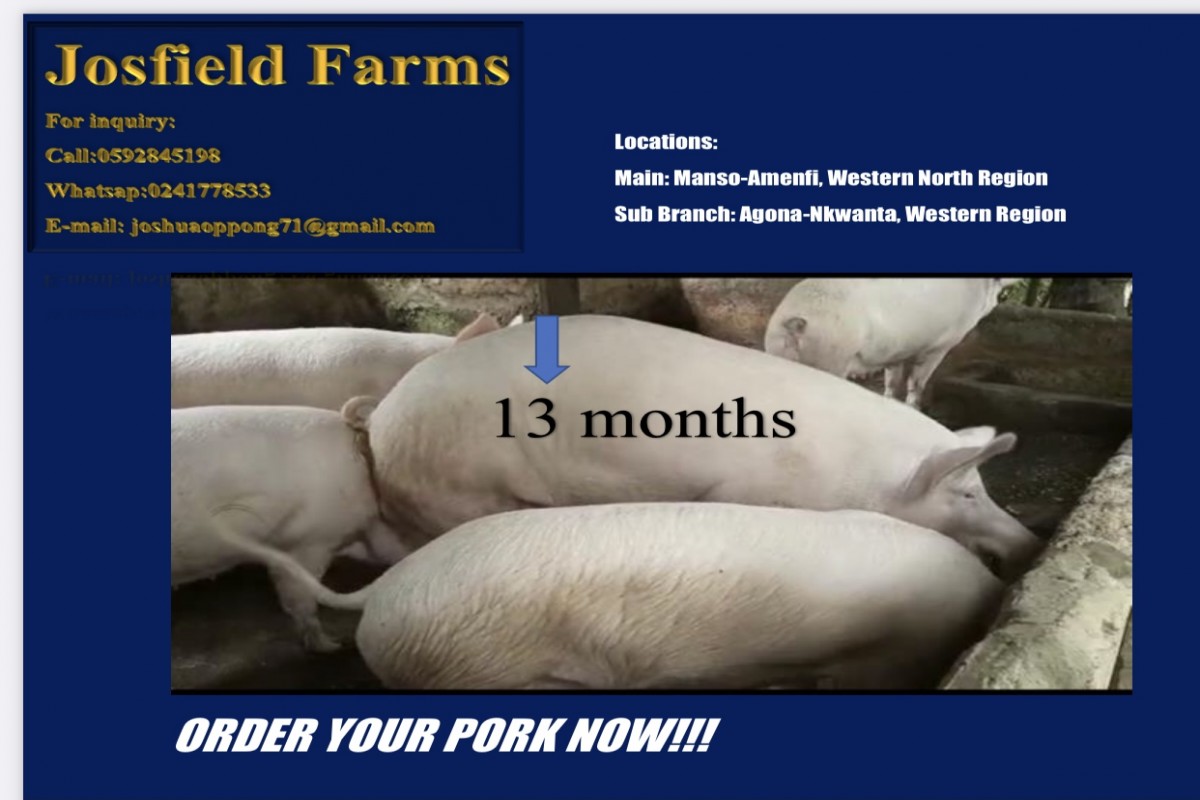 Pigs from Ghana