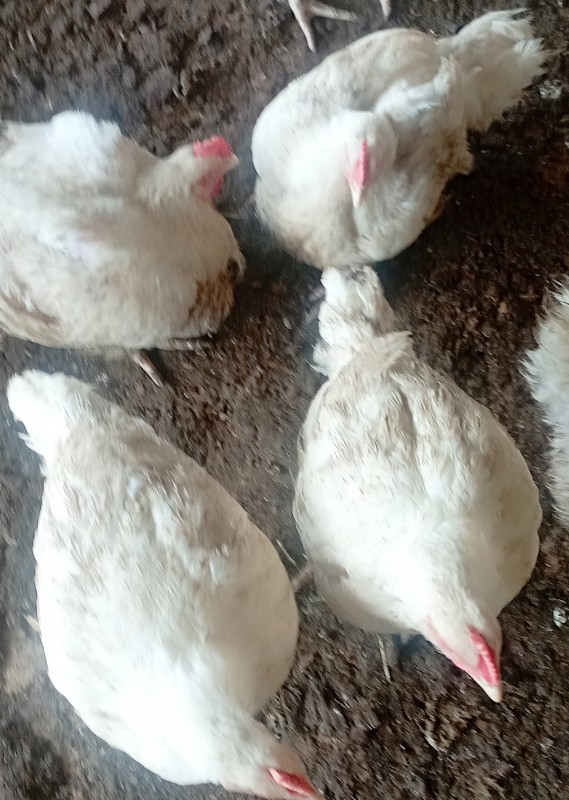 Broilers chicken ๐ from Ghana