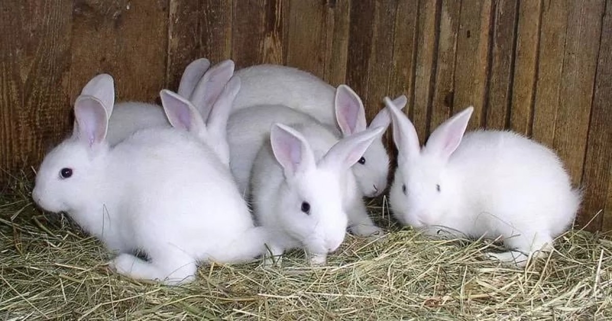 New Zealand Rabbits for sale from Ghana from Ghana