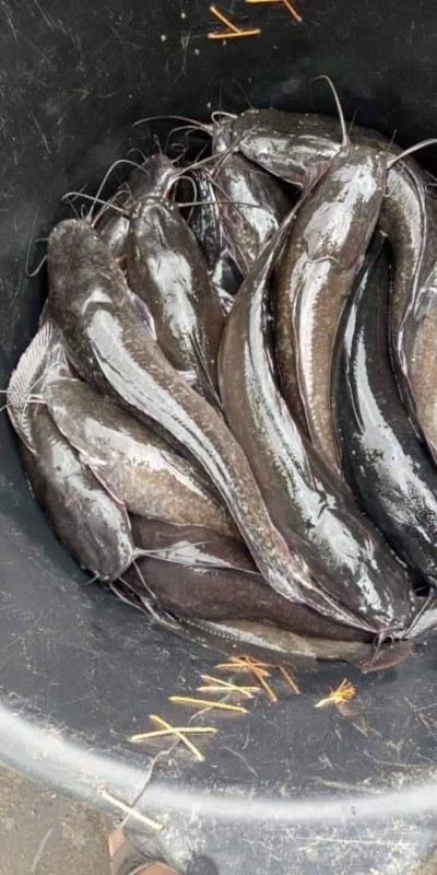 Catfish from Ghana