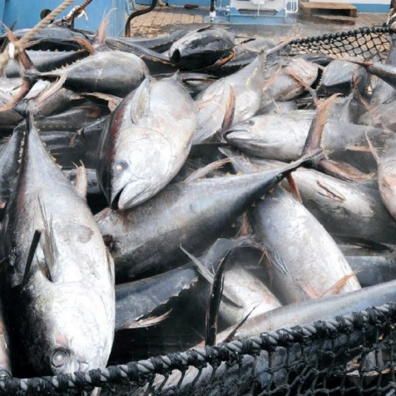 salted frozen tuna from Ghana