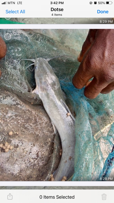 Catfish from Ghana