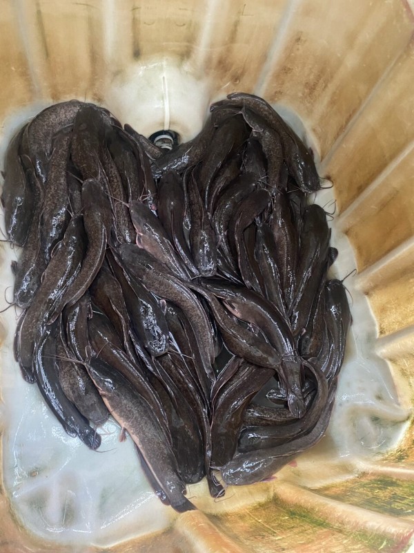 Aquacats Catfish farm from Ghana
