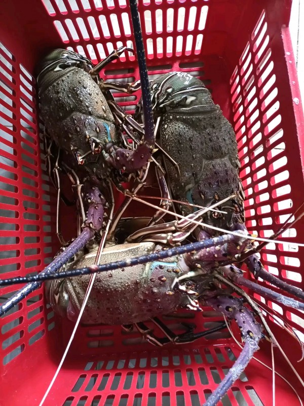Lobster sping and slipper from Ghana