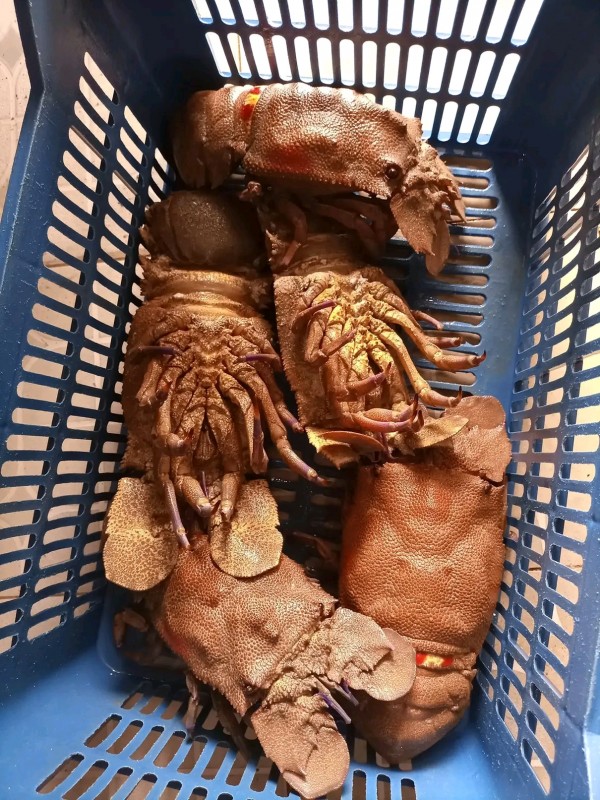 Lobster sping and slipper from Ghana