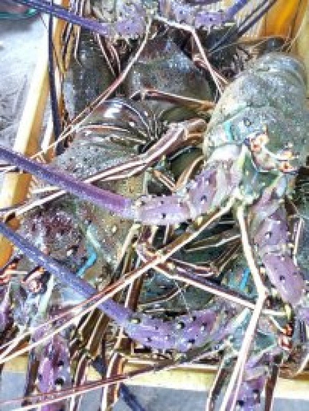 Live Lobster from Ghana