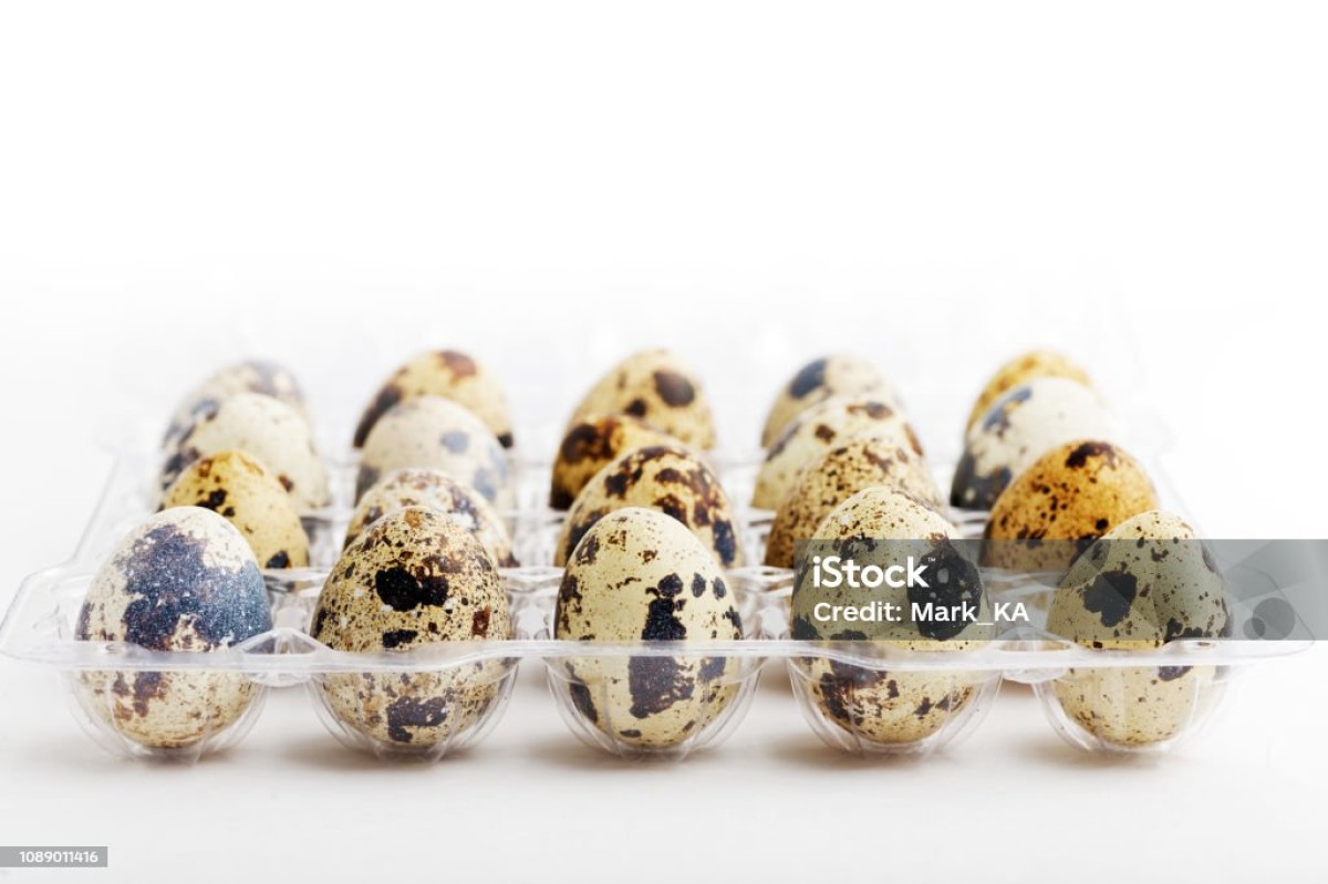 Quail meat and eggs from Ghana