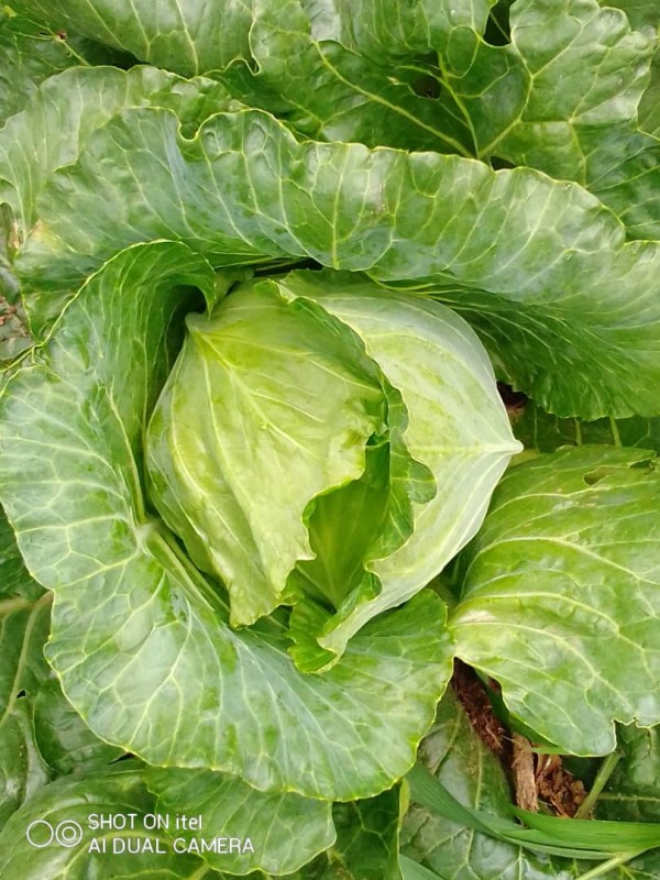 Kohl from Ghana