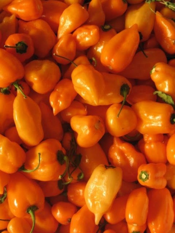 Habanero-Chili from Ghana