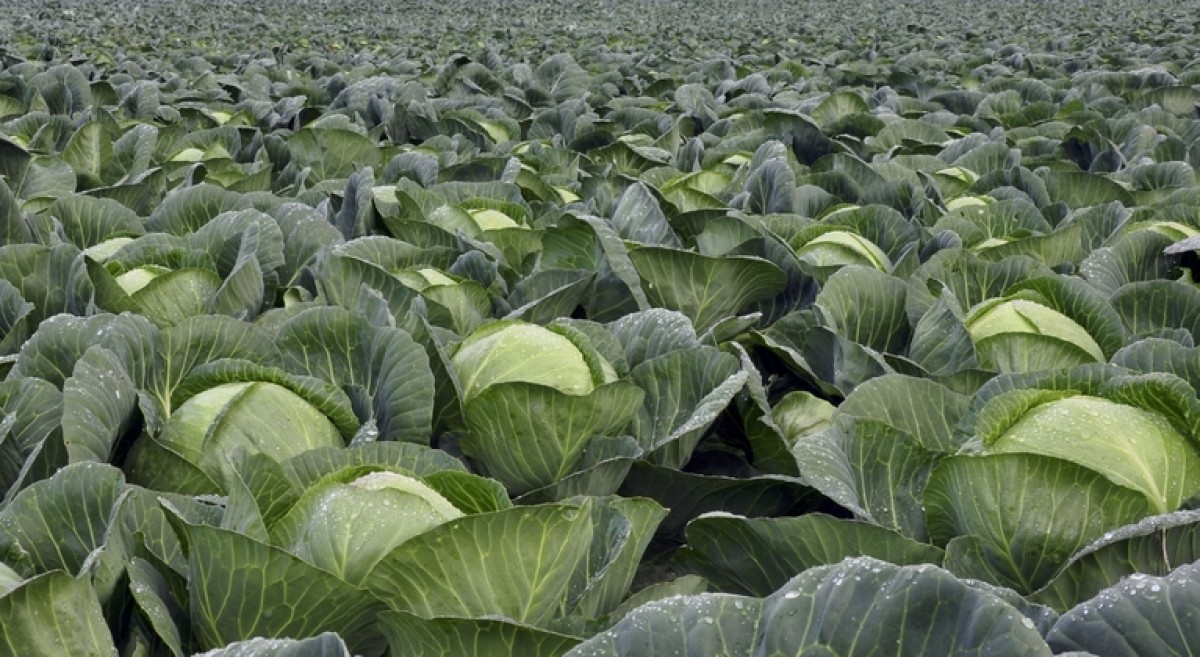 Cabbage from Ghana