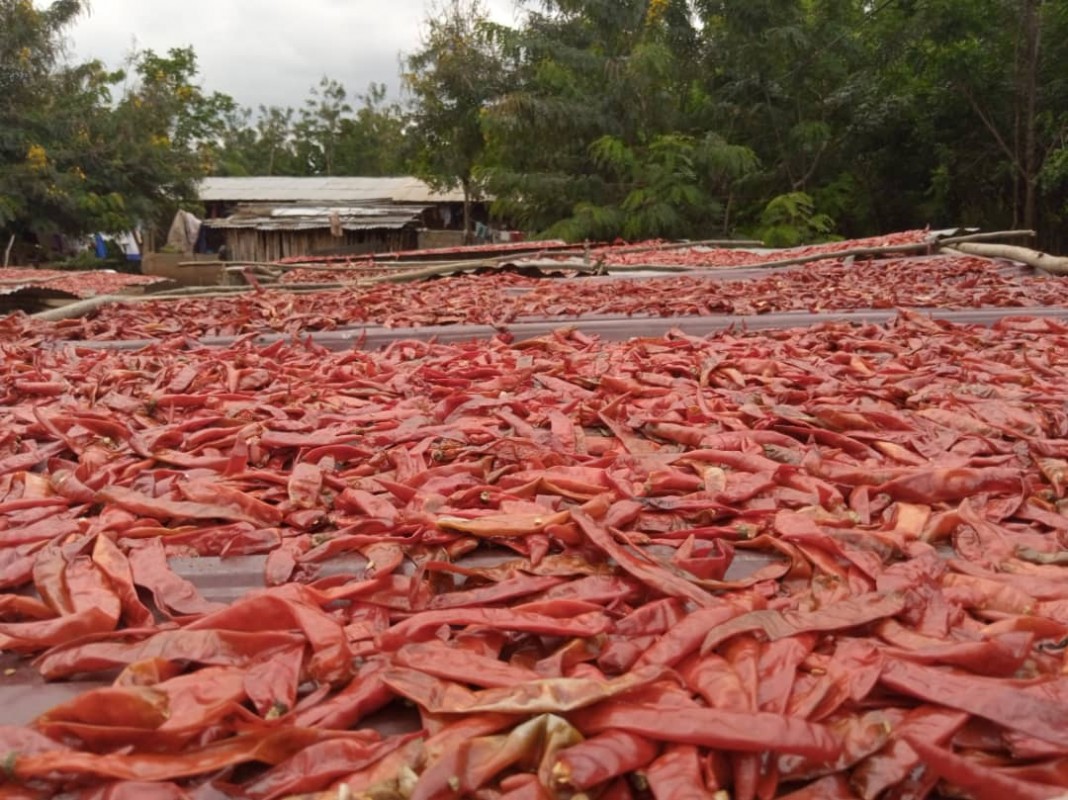 Dried red chili pepper from Ghana