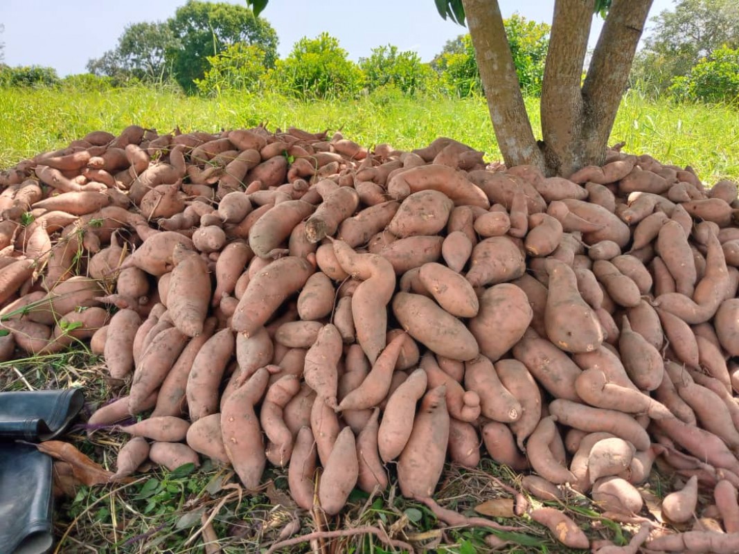Sweet potato from Ghana