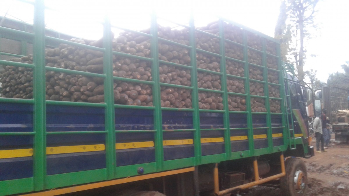 Puna yam tubers from Ghana
