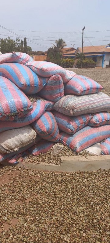 Raw Cashew Nuts from Ghana