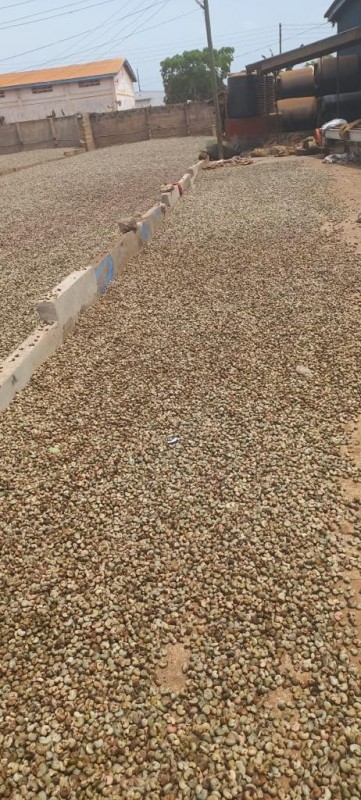 Raw Sun-dried Cashew from Ghana