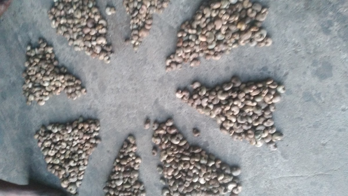 Raw dried cashew nuts from Ghana