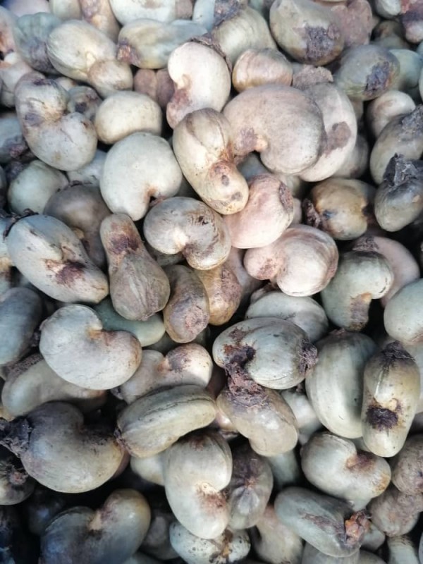 Castanha de caju crua from Gana