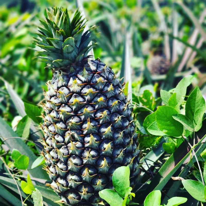 Pineapples from Ghana