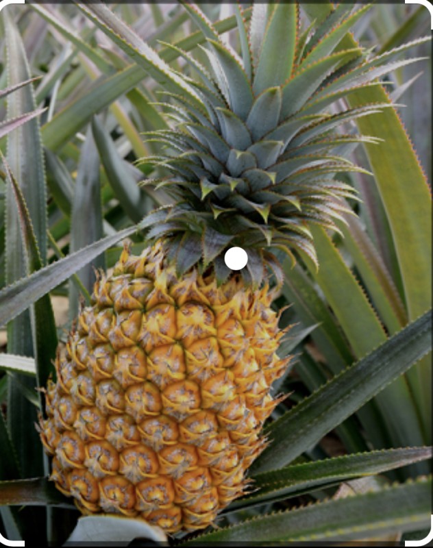Pineapple from Ghana