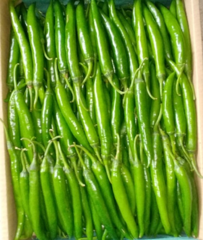 Chilischote from Ghana