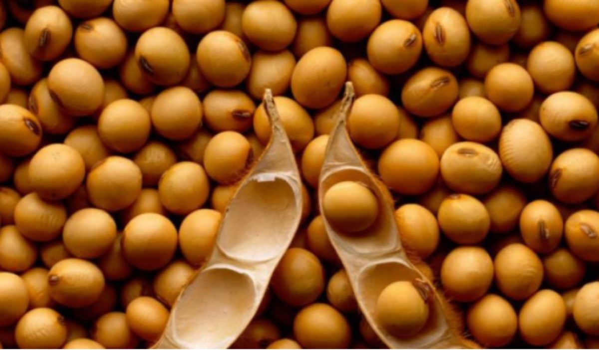 Soya Beans from Ghana