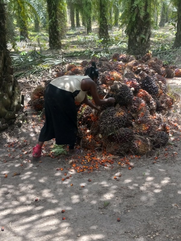 Palm Kernel Fruits from Ghana