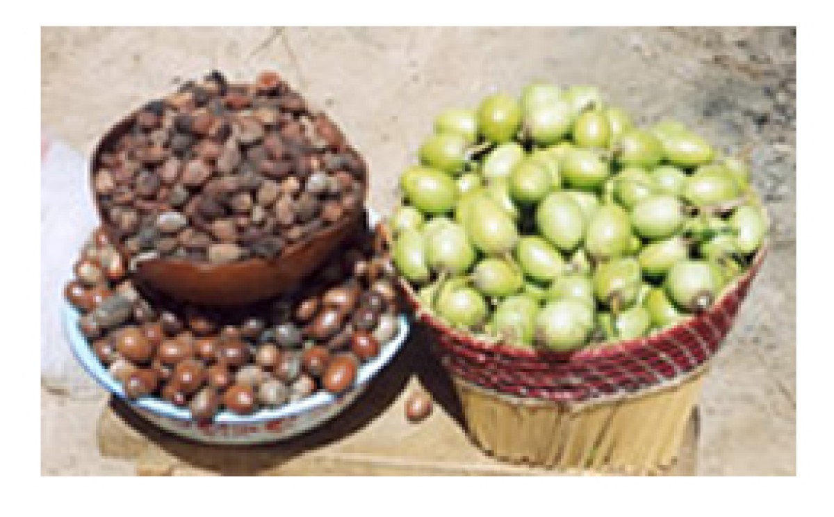 Shea Nut from Ghana