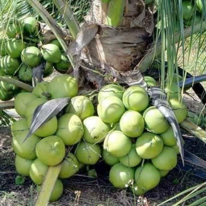 Dwarf coconut nursery from Ghana
