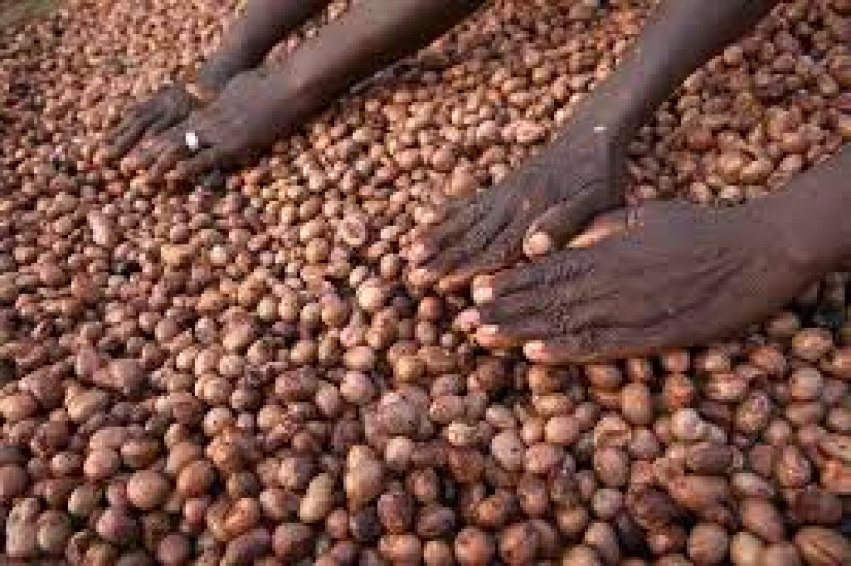 Shea Nuts from Ghana