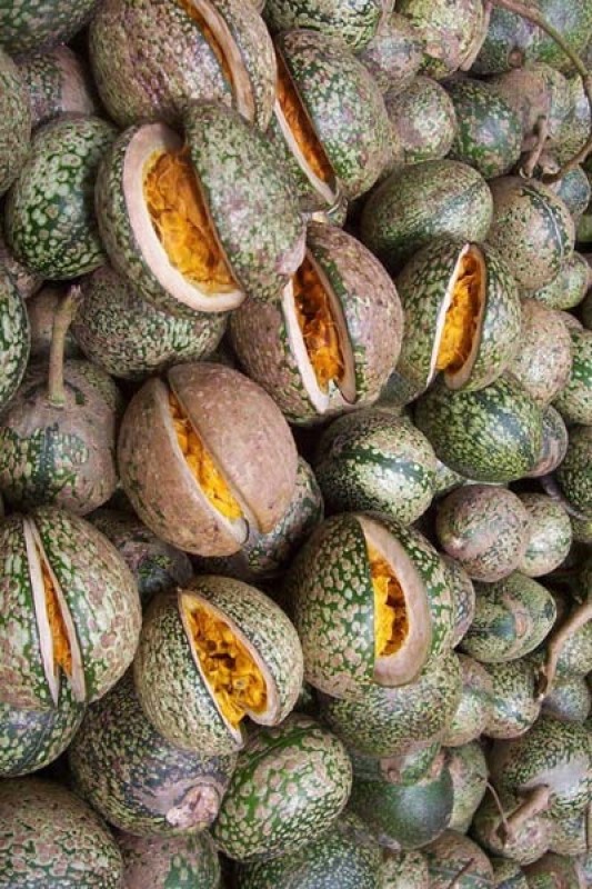 Voacanga Africana Seeds from Ghana