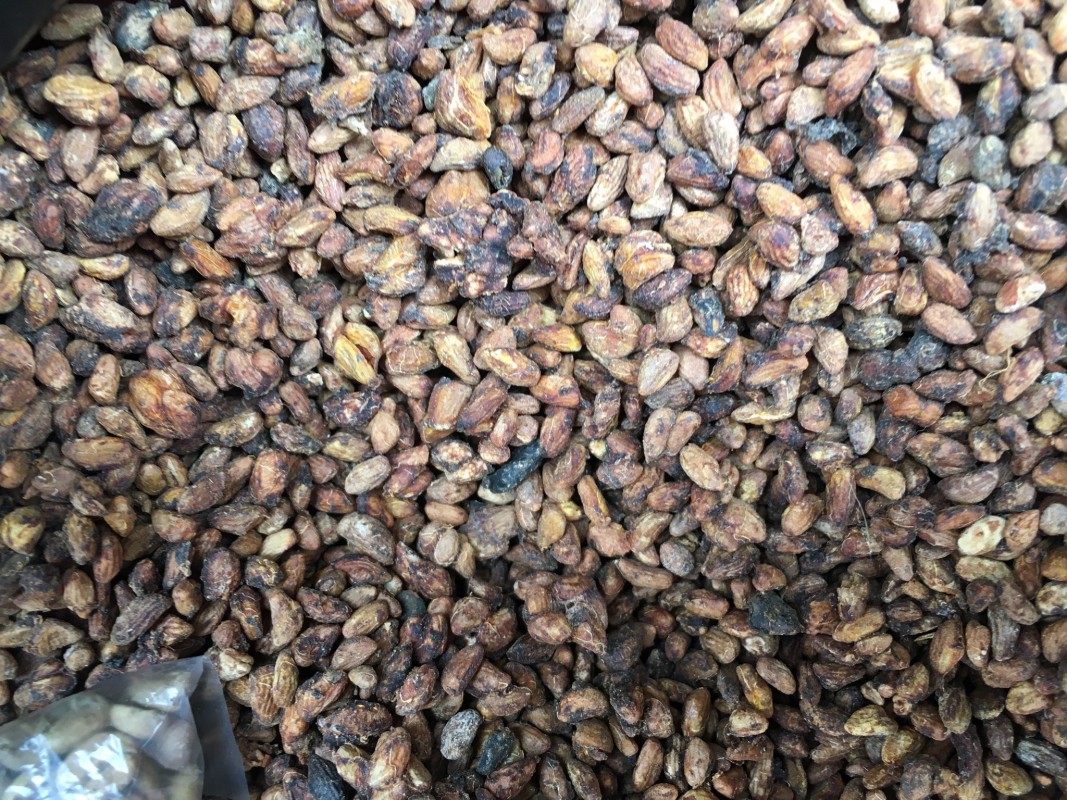 Voacanga Seeds from Ghana