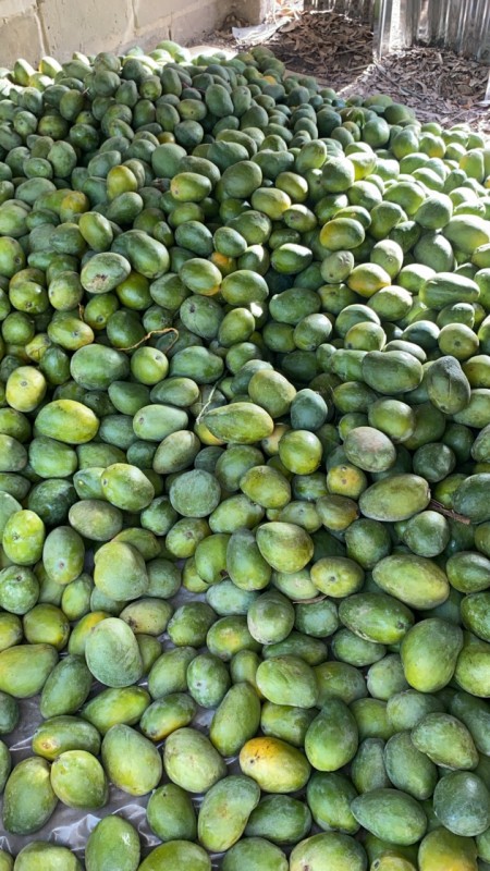 Mango from Gambia