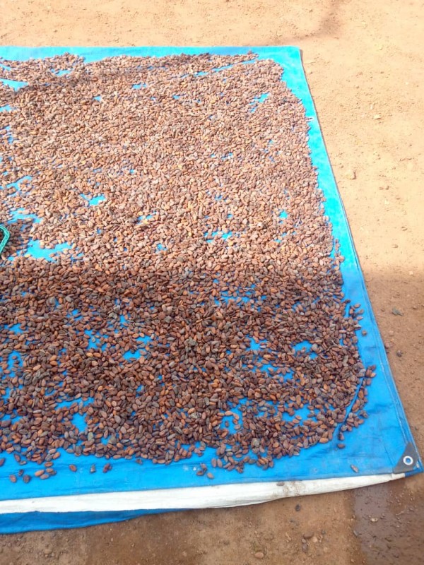 Cocoa beans from Guinea