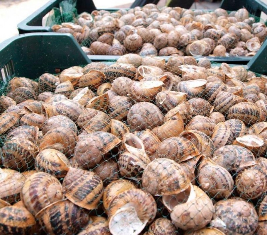 Snails Helix Aspersa Muller from Ungheria