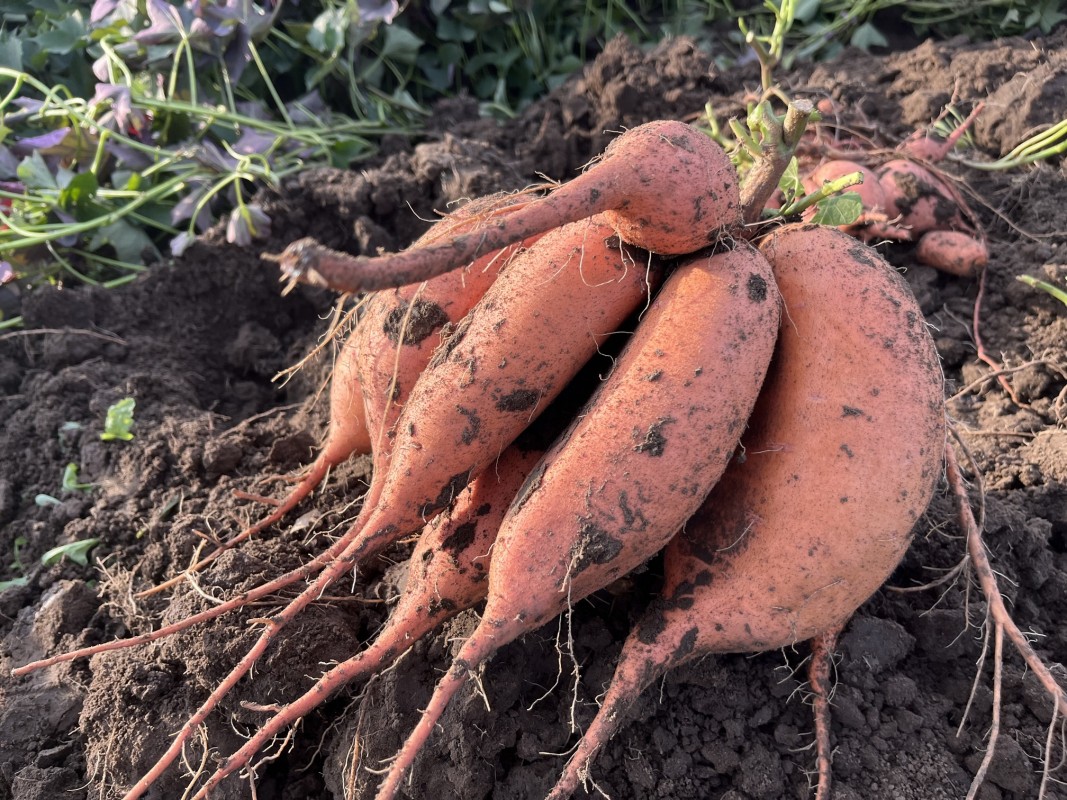 Sweet potato - Bellevue variety from Hungary