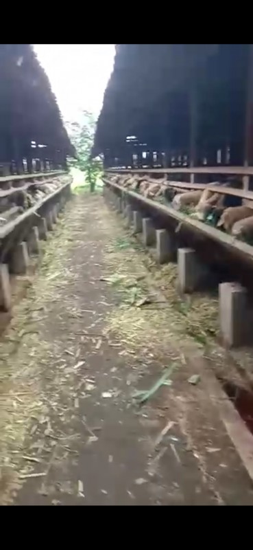 Live sheep from Indonesia