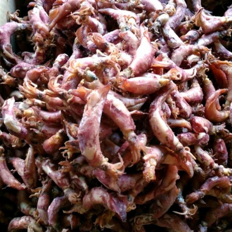 Dried Salted Squid from Indonesia