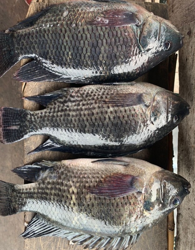 Tilapia from Indonesia from Indonesia
