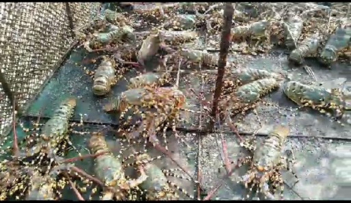 Lobster Frozen and live,Cryfish Frozen,fish ect from Indonesia