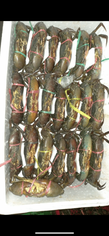 Live mud crab contac +6285396841314 from Indonesia
