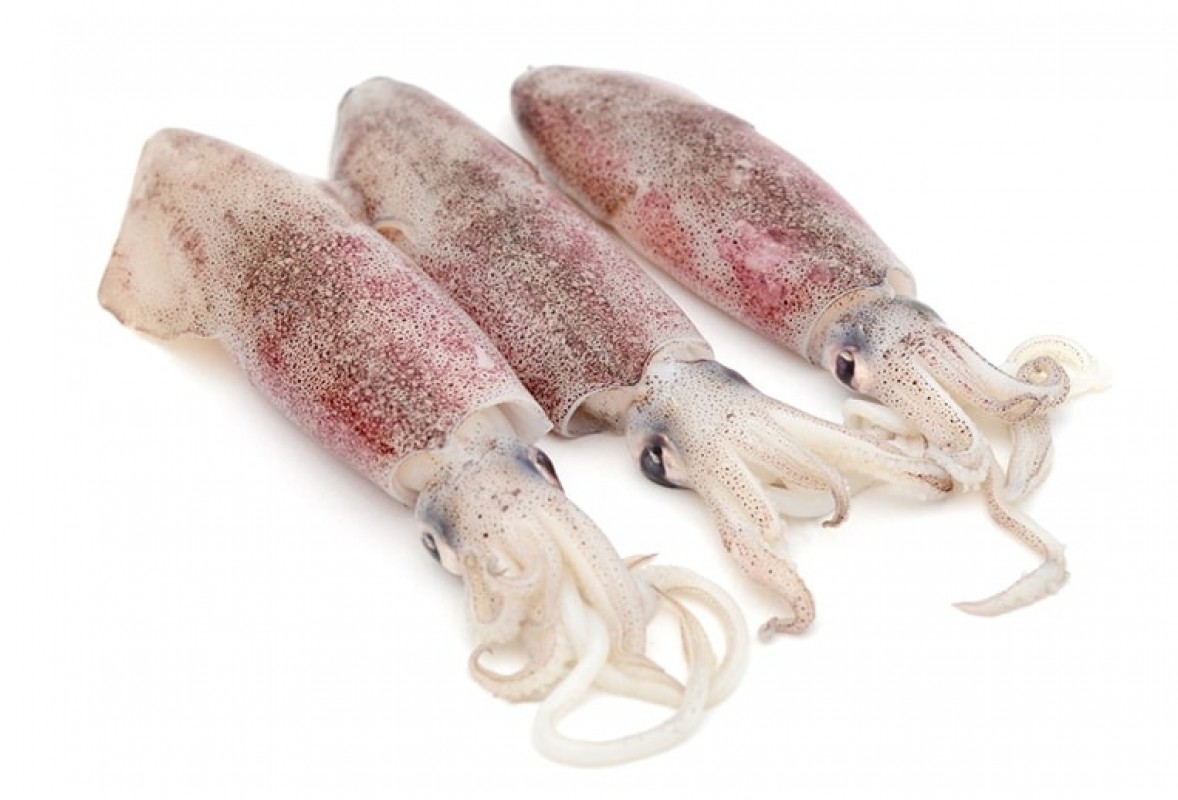 Loligo Squid from Indonesia